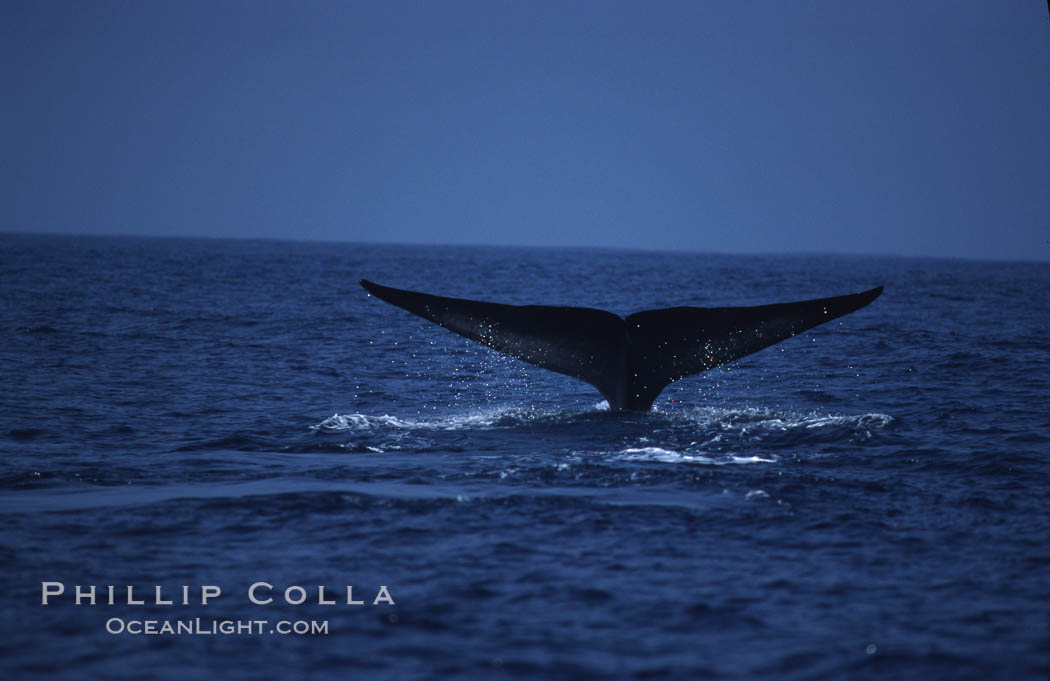 Blue whale, lifting fluke before diving, Baja California., Balaenoptera musculus, natural history stock photograph, photo id 03034