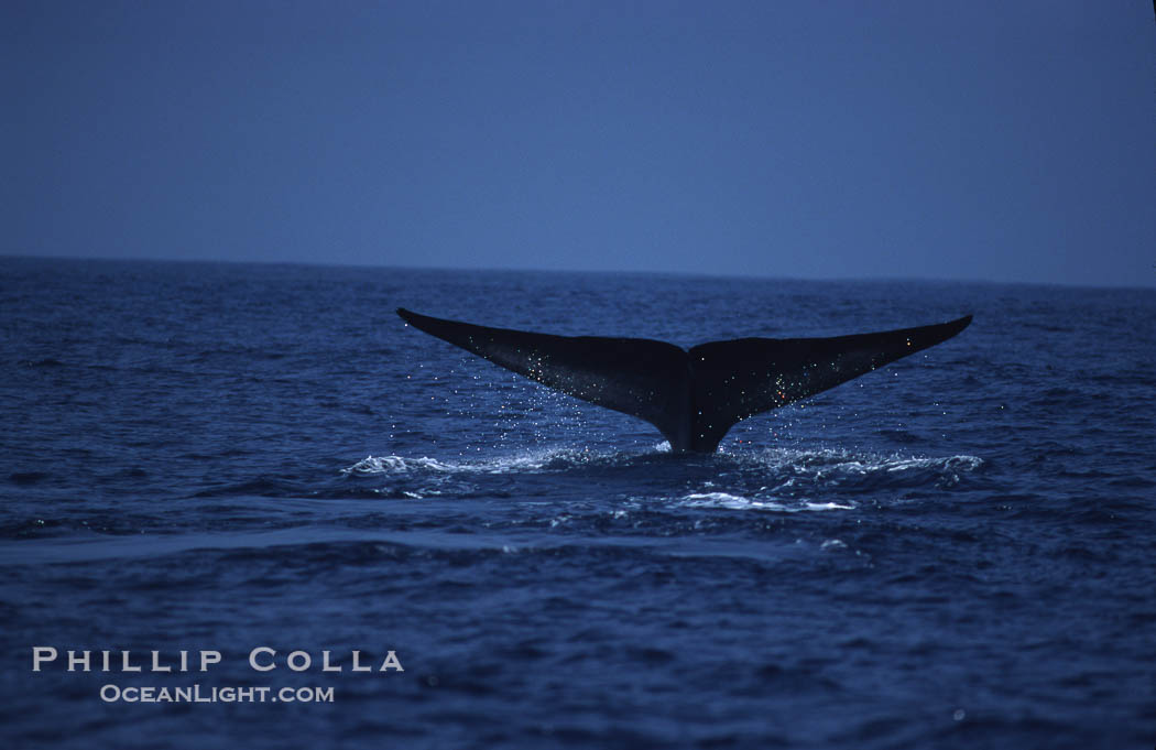 Blue whale, lifting fluke before diving, Baja California., Balaenoptera musculus, natural history stock photograph, photo id 03034