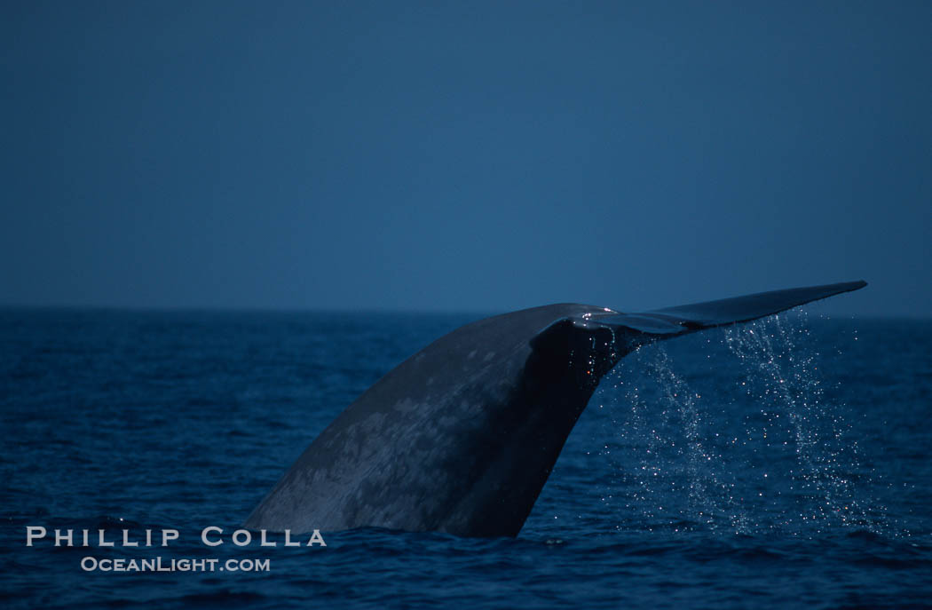 Blue whale, lifting fluke before diving, Baja California., Balaenoptera musculus, natural history stock photograph, photo id 03042