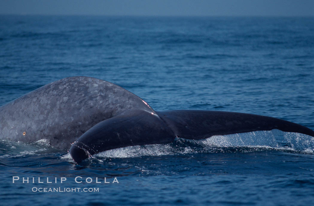 Blue whale fluke,  Baja California (Mexico)., Balaenoptera musculus, natural history stock photograph, photo id 03338