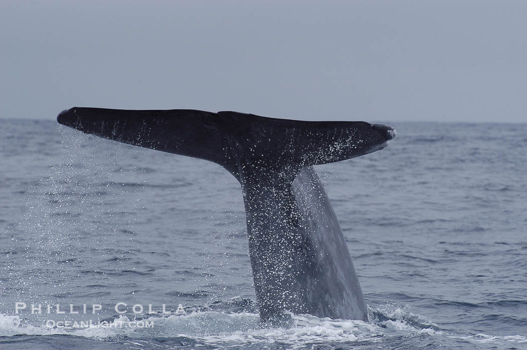Water drips off a blue whales fluke as the whale raises its high in the air before diving for food.  Offshore Coronado Islands., Balaenoptera musculus, natural history stock photograph, photo id 07110