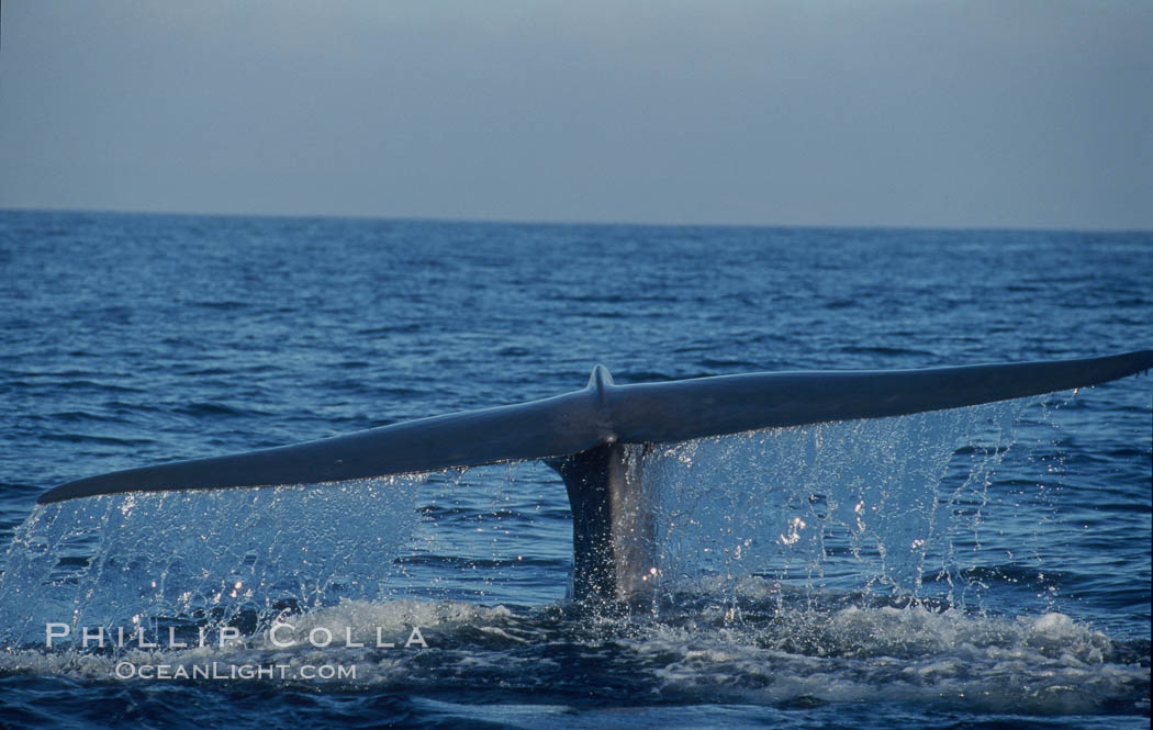 An enormous blue whale raises its fluke (tail) high out of the water before diving.  Open ocean offshore of San Diego. California, USA, Balaenoptera musculus, natural history stock photograph, photo id 07550