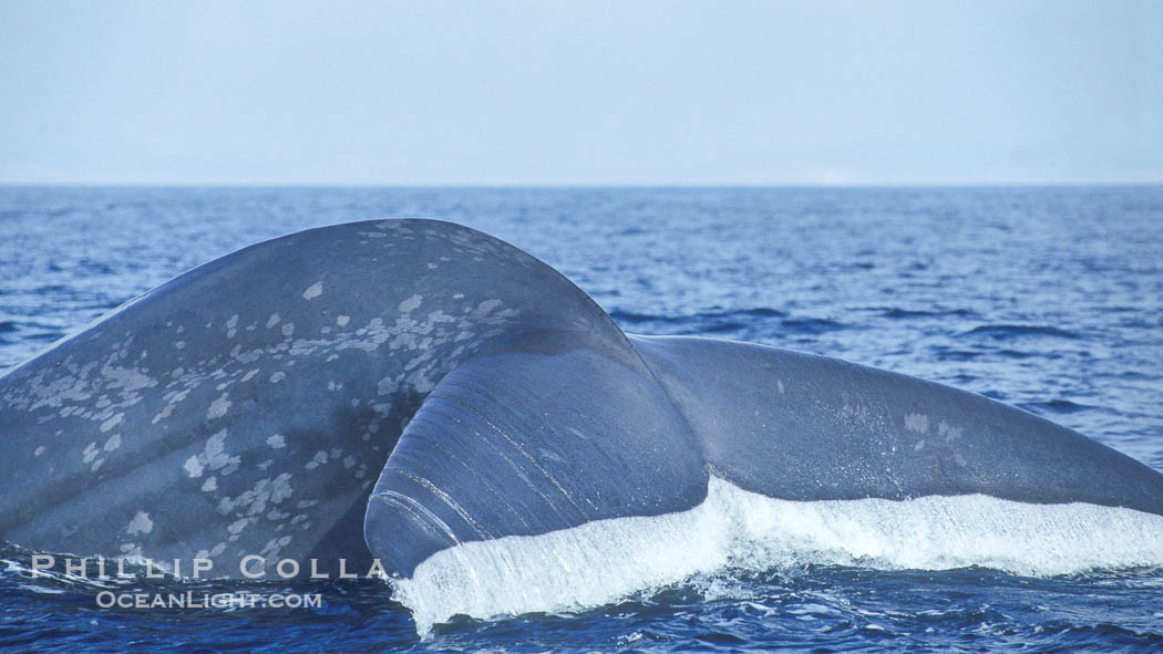 An enormous blue whale raises its fluke (tail) high out of the water before diving.  Open ocean offshore of San Diego. California, USA, Balaenoptera musculus, natural history stock photograph, photo id 07554