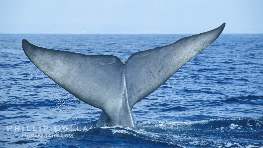 An enormous blue whale raises its fluke (tail) high out of the water before diving.  Open ocean offshore of San Diego. California, USA, Balaenoptera musculus, natural history stock photograph, photo id 07558
