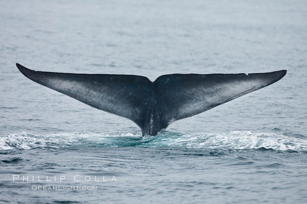 Blue whale fluke (tail) lifted high above the water as the whale dives in the Santa Barbara Channel. Santa Rosa Island, California, USA, Balaenoptera musculus, natural history stock photograph, photo id 27042