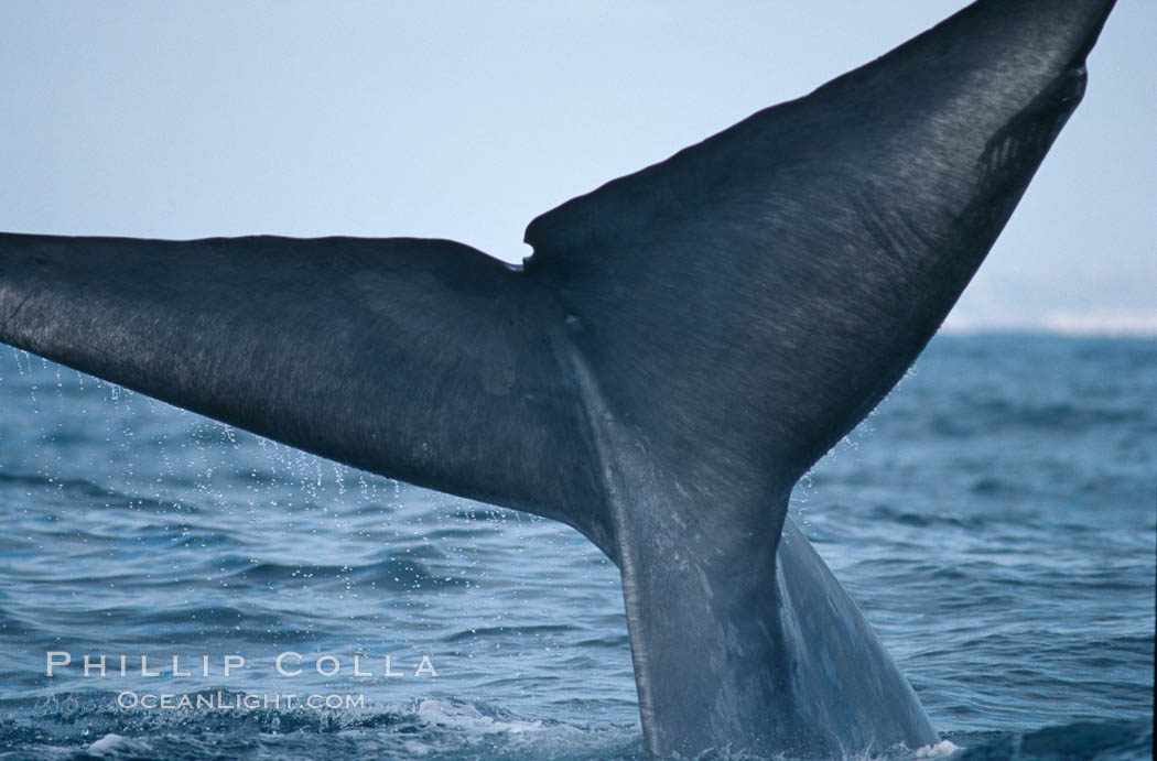 Blue whale, caudal stem, fluke with median notch, Balaenoptera musculus