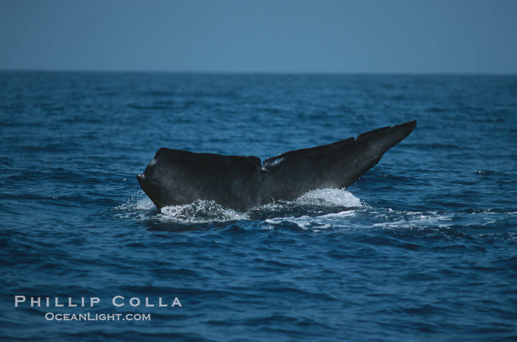 Blue whale, lifting fluke before diving, Baja California., Balaenoptera musculus, natural history stock photograph, photo id 03040