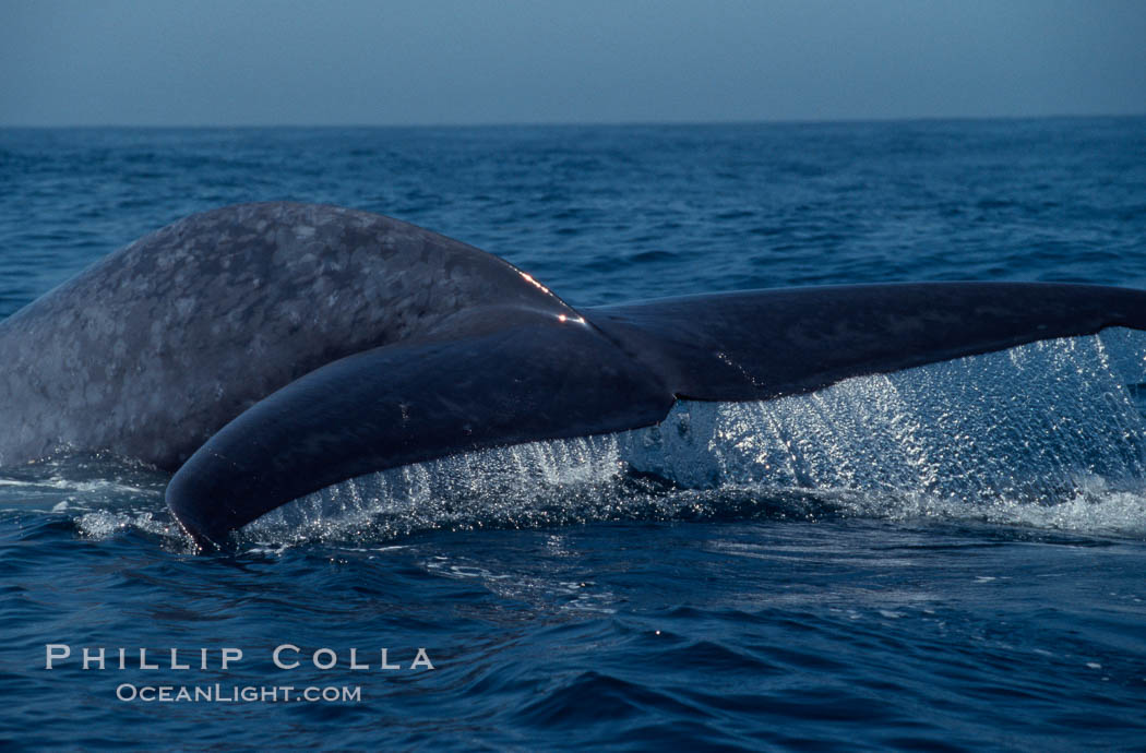Blue whale fluking up (raising its tail) before a dive to forage for krill,  Baja California (Mexico), Balaenoptera musculus