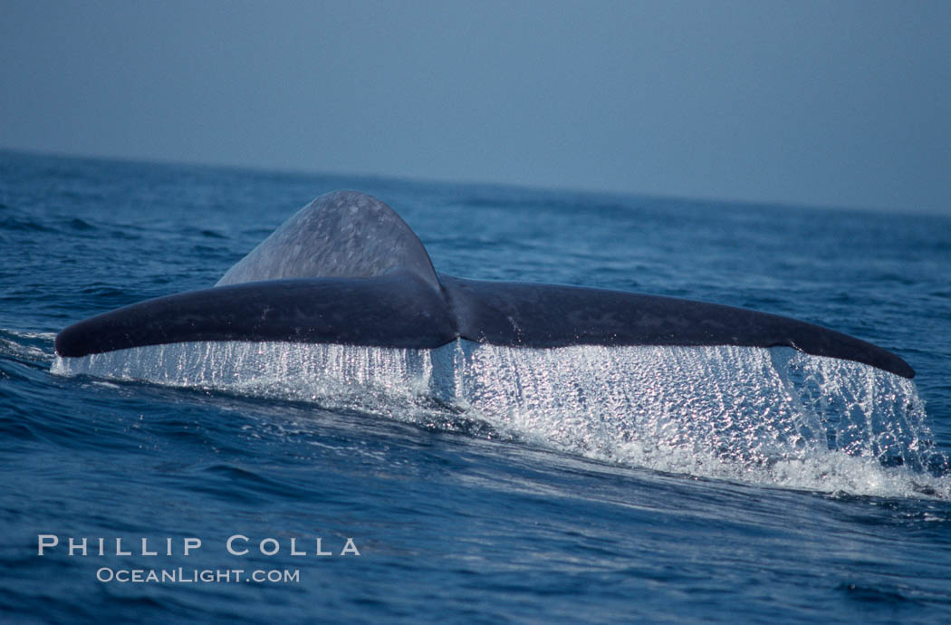Blue whale fluking up, raising its tail, before a dive in the open ocean., Balaenoptera musculus, natural history stock photograph, photo id 03336
