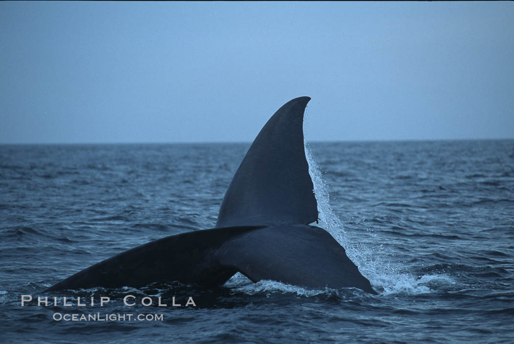 Blue whale, raising fluke prior to dive, Baja California., Balaenoptera musculus, natural history stock photograph, photo id 05828