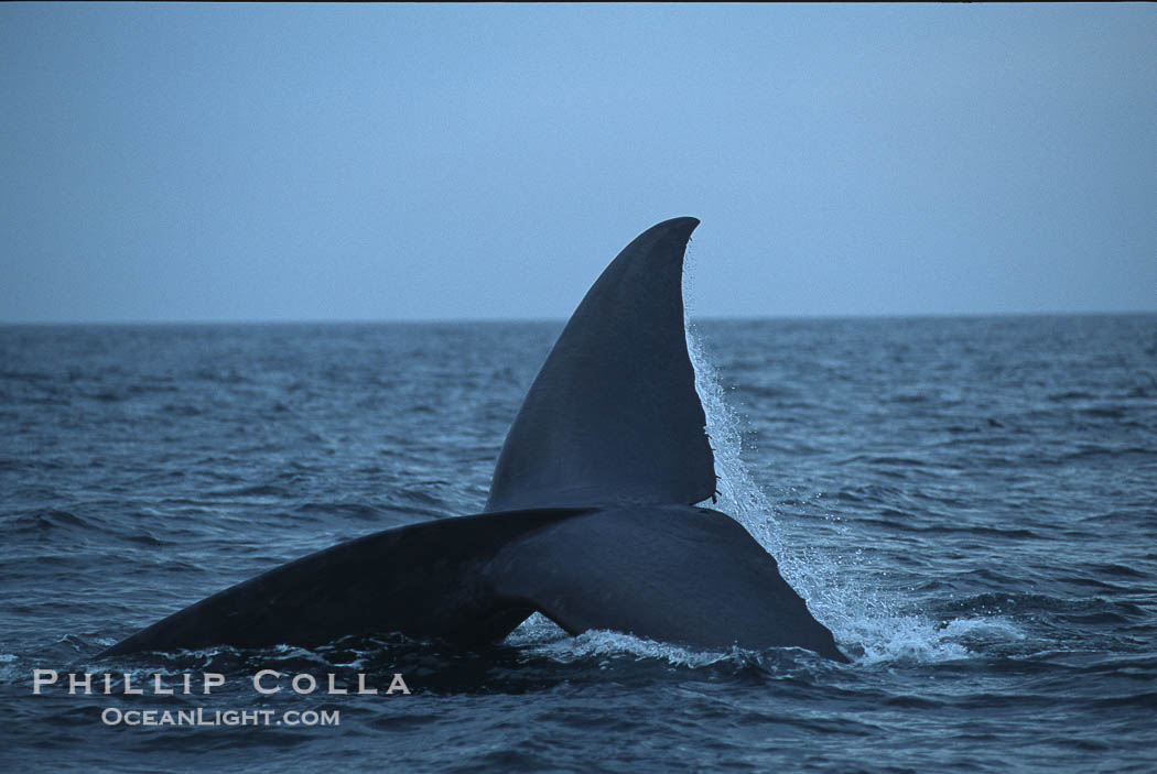 Blue whale, raising fluke prior to dive, Baja California., Balaenoptera musculus, natural history stock photograph, photo id 05828