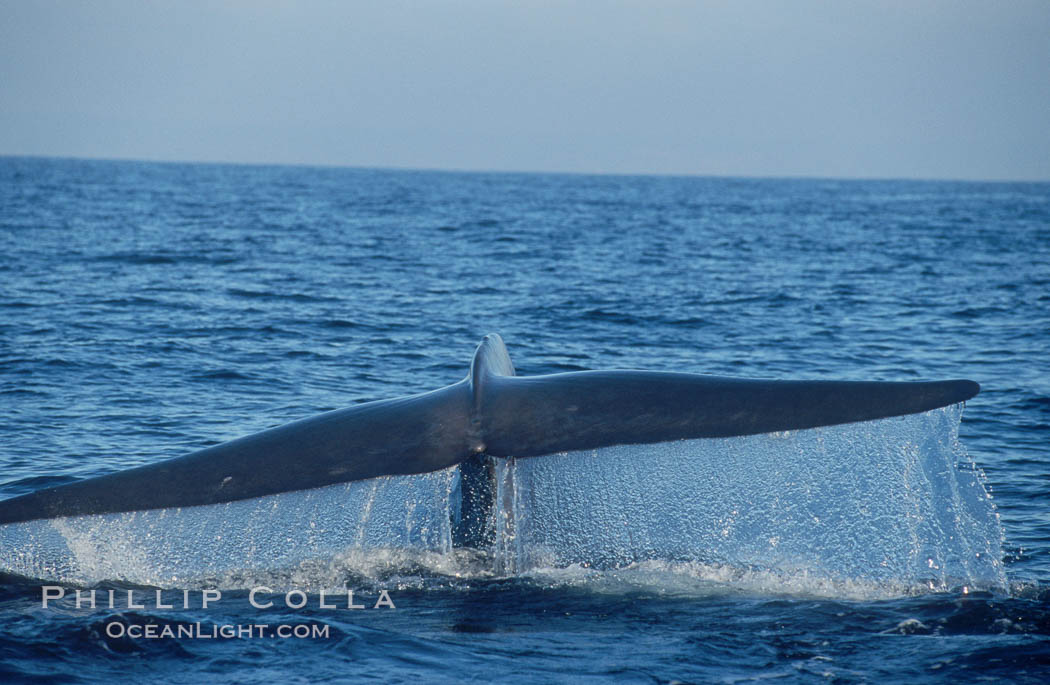 An enormous blue whale raises its fluke (tail) high out of the water before diving.  Open ocean offshore of San Diego. California, USA, Balaenoptera musculus, natural history stock photograph, photo id 07548