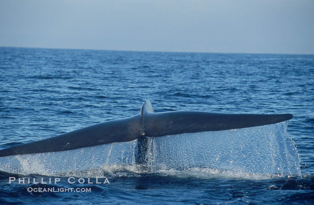 An enormous blue whale raises its fluke (tail) high out of the water before diving.  Open ocean offshore of San Diego., Balaenoptera musculus, natural history stock photograph, photo id 07548