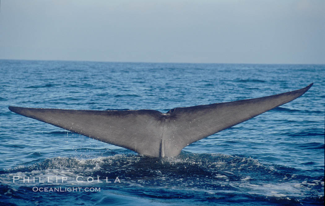 An enormous blue whale raises its fluke (tail) high out of the water before diving.  Open ocean offshore of San Diego. California, USA, Balaenoptera musculus, natural history stock photograph, photo id 07552
