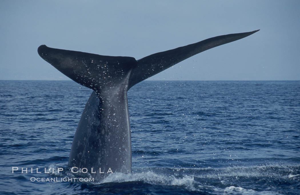An enormous blue whale raises its fluke (tail) high out of the water before diving.  Open ocean offshore of San Diego. California, USA, Balaenoptera musculus, natural history stock photograph, photo id 07556