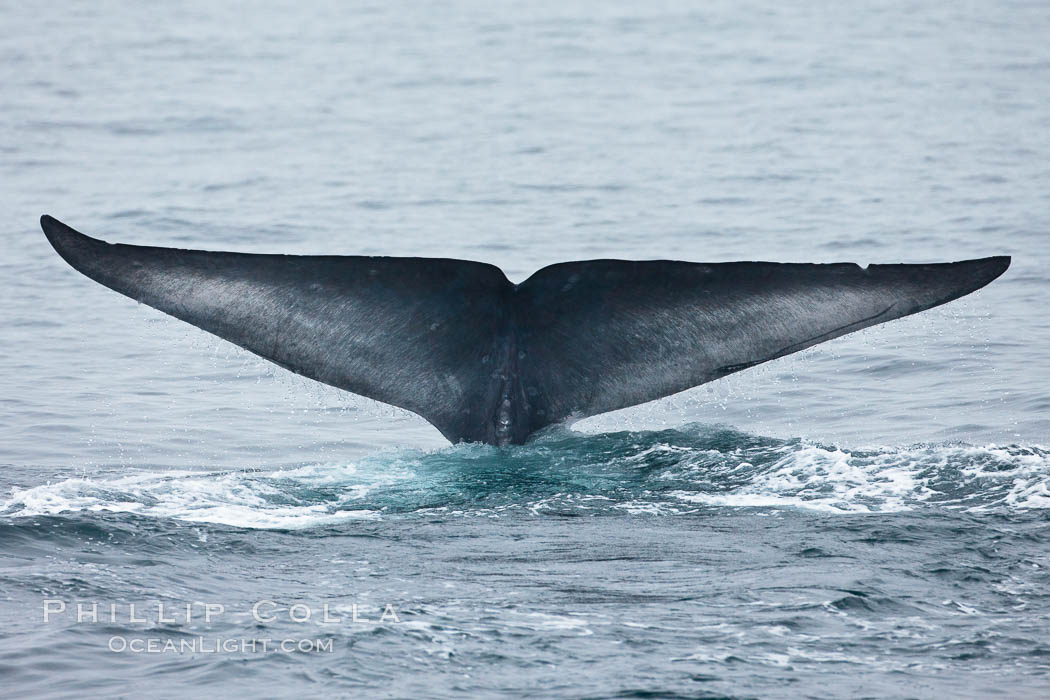 Blue whale fluke (tail) lifted high above the water as the whale dives in the Santa Barbara Channel. Santa Rosa Island, California, USA, Balaenoptera musculus, natural history stock photograph, photo id 27020
