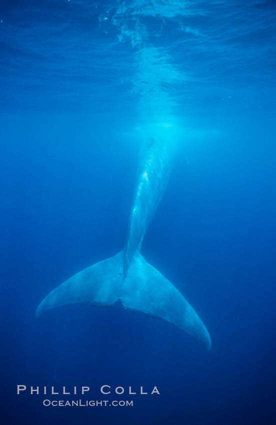 Blue whale fluke, powerful tail that propels the huge whale through the open ocean, Balaenoptera musculus