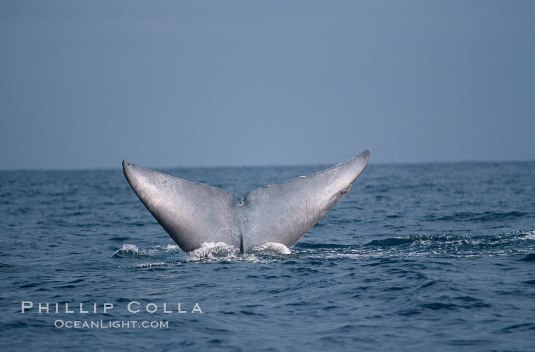 Blue whale, fluke., Balaenoptera musculus, natural history stock photograph, photo id 02223