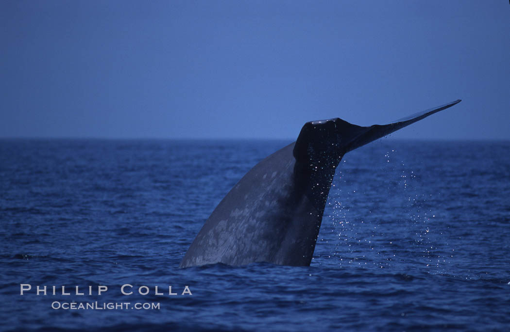 Blue whale, lifting fluke before diving, Baja California, Balaenoptera musculus