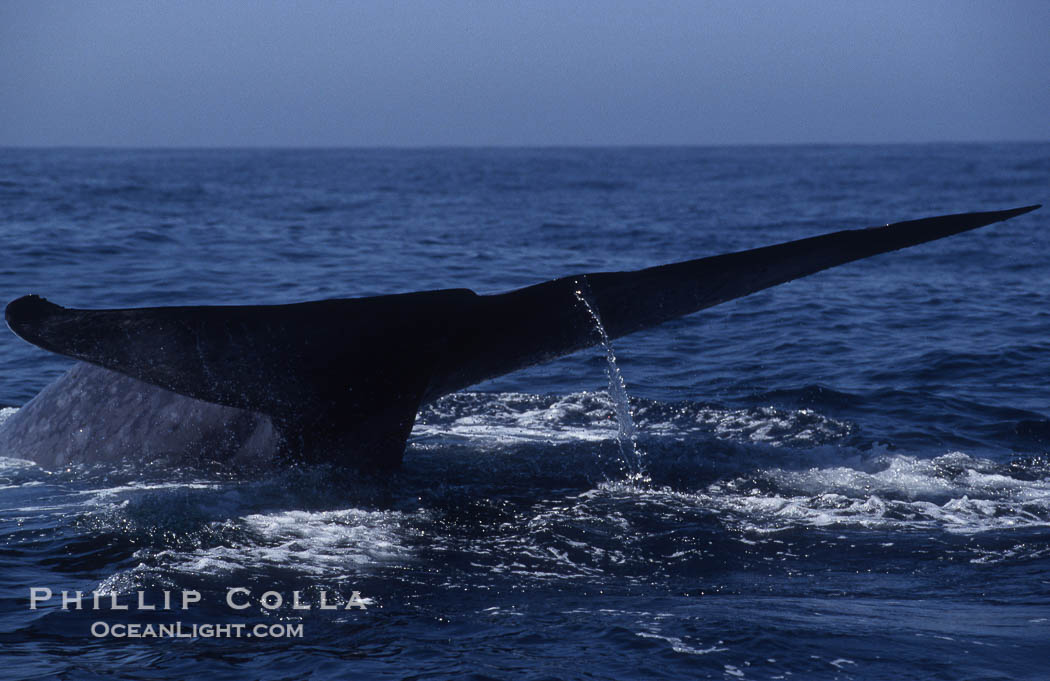 Blue whale fluke,  Baja California (Mexico)., Balaenoptera musculus, natural history stock photograph, photo id 03335