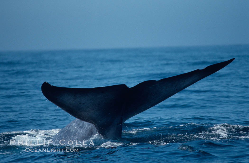 Blue whale fluke,  Baja California (Mexico)., Balaenoptera musculus, natural history stock photograph, photo id 03339
