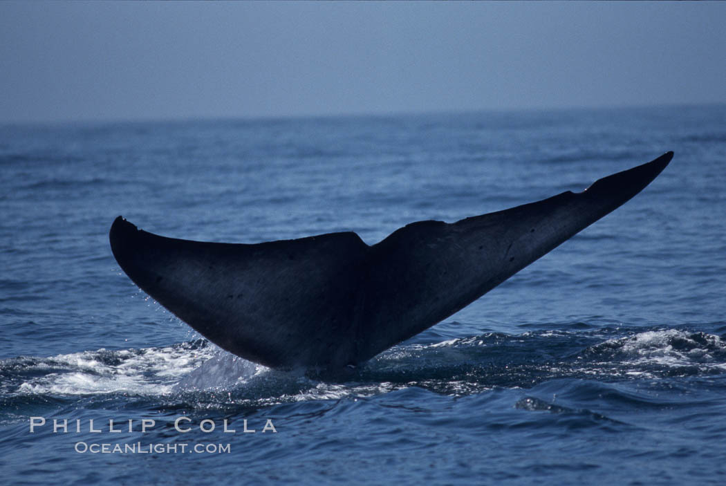 Blue whale, raising fluke prior to dive, Baja California., Balaenoptera musculus, natural history stock photograph, photo id 05827