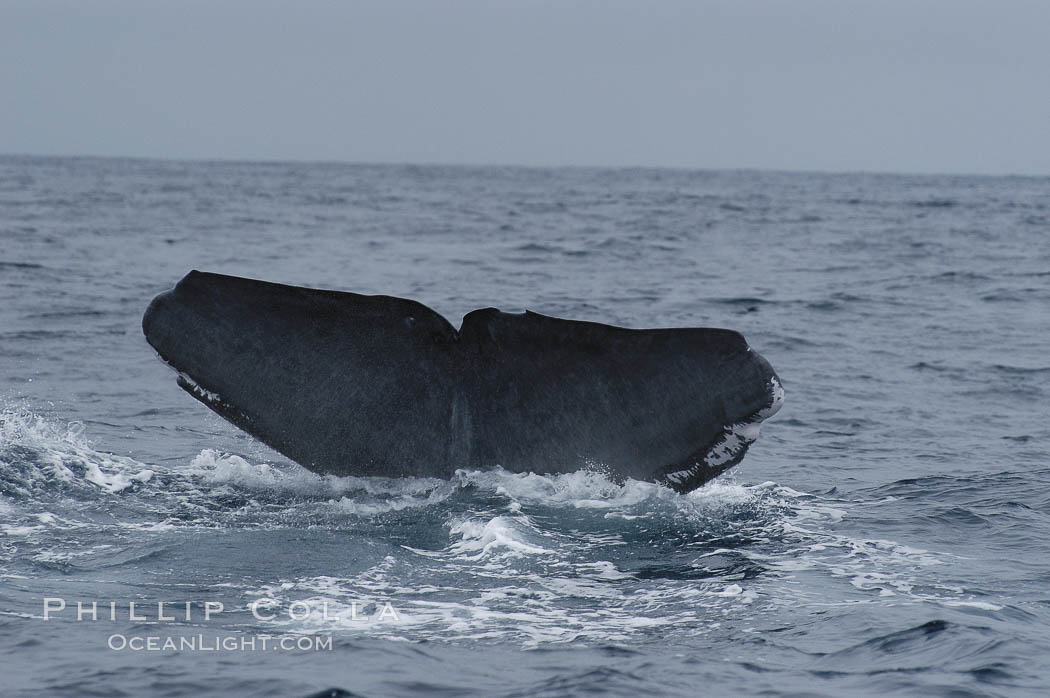 A blue whales fluke is all that can be seen of the huge animal as it sinks underwater to search for food.  Note the scarring near the fluke tips, likely from an attack by killer whales (orca).  Offshore Coronado Islands. Coronado Islands (Islas Coronado), Baja California, Mexico, Balaenoptera musculus, natural history stock photograph, photo id 07111