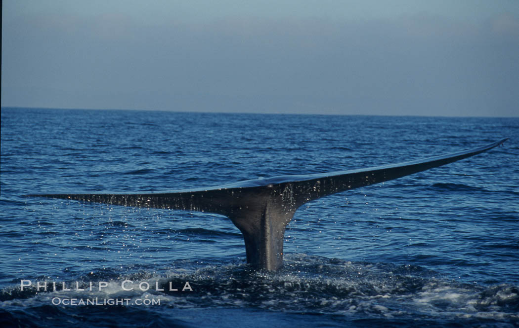 An enormous blue whale raises its fluke (tail) high out of the water before diving.  Open ocean offshore of San Diego. California, USA, Balaenoptera musculus, natural history stock photograph, photo id 07551