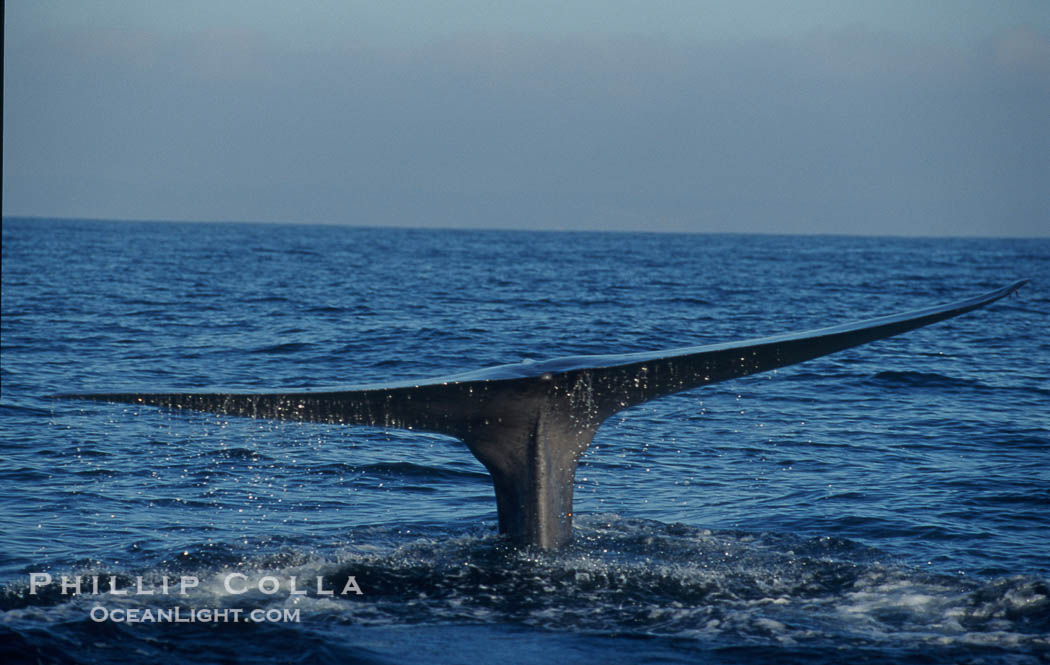 An enormous blue whale raises its fluke (tail) high out of the water before diving.  Open ocean offshore of San Diego., Balaenoptera musculus, natural history stock photograph, photo id 07551