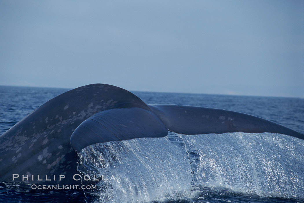 An enormous blue whale raises its fluke (tail) high out of the water before diving.  Open ocean offshore of San Diego. California, USA, Balaenoptera musculus, natural history stock photograph, photo id 07555