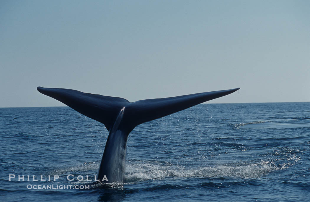 An enormous blue whale raises its fluke (tail) high out of the water before diving.  Open ocean offshore of San Diego., Balaenoptera musculus, natural history stock photograph, photo id 07559