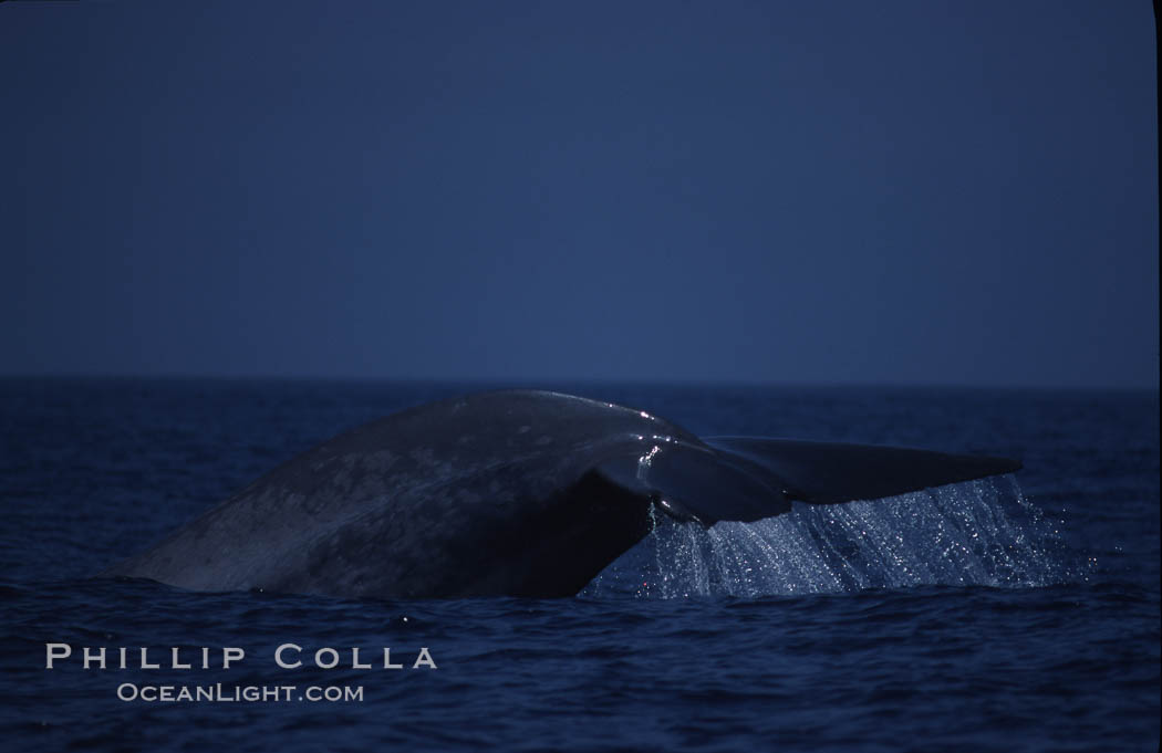 Blue whale, lifting fluke before diving, Baja California., Balaenoptera musculus, natural history stock photograph, photo id 03041