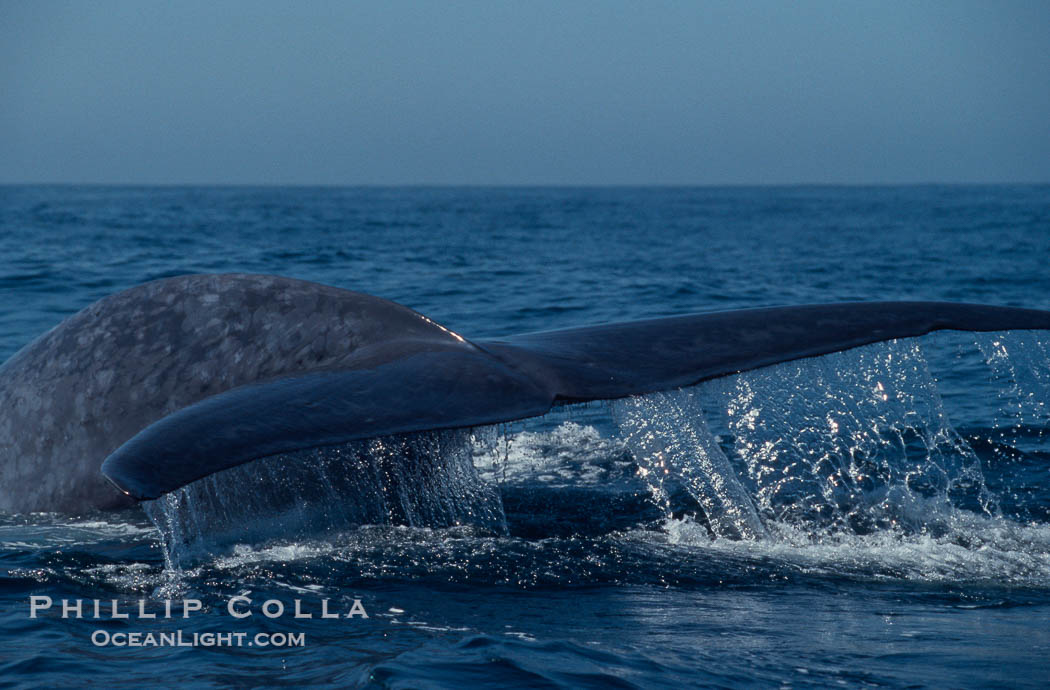 Blue whale fluking up before a dive,  Baja California (Mexico)., Balaenoptera musculus, natural history stock photograph, photo id 03333
