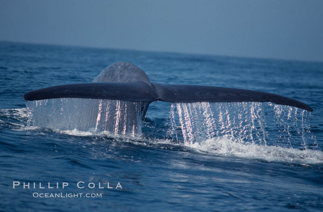 Blue whale fluking up before a dive,  Baja California (Mexico), Balaenoptera musculus