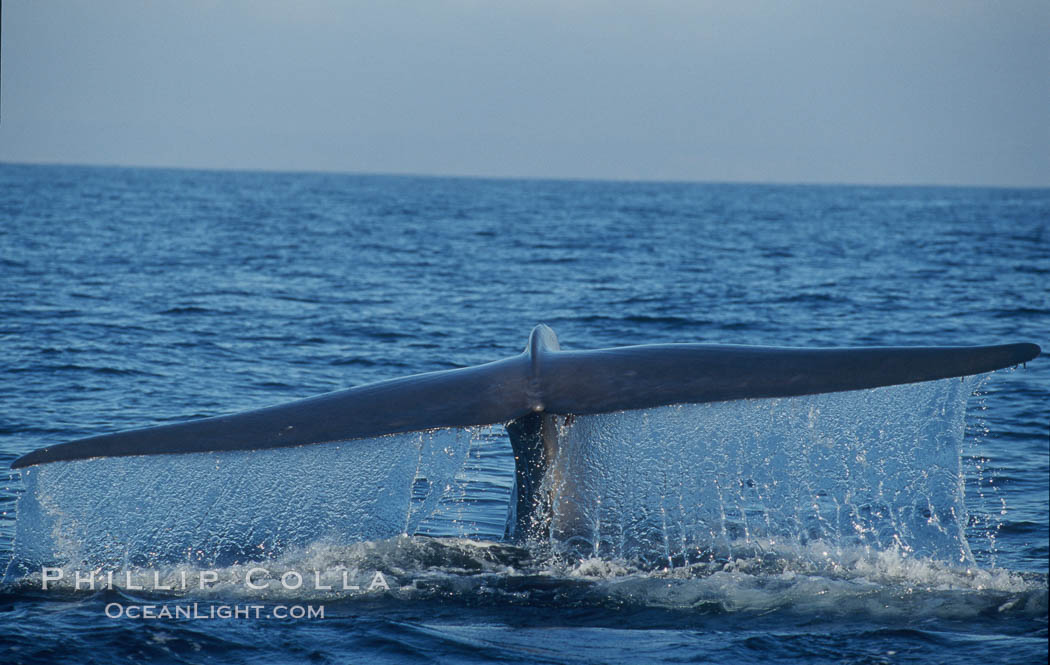 An enormous blue whale raises its fluke (tail) high out of the water before diving.  Open ocean offshore of San Diego. California, USA, Balaenoptera musculus, natural history stock photograph, photo id 07549