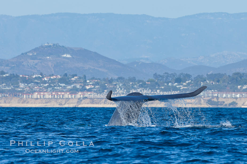 Blue whale fluking up (raising its tail) before a dive to forage for krill, La Jolla, California