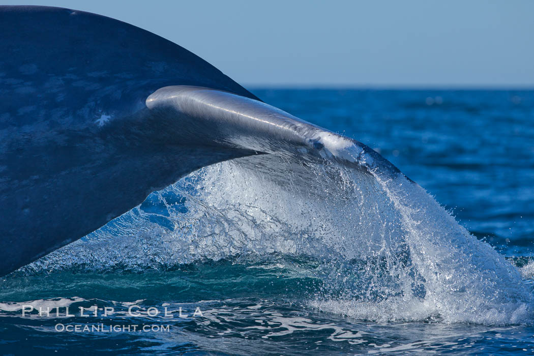 Blue whale fluking up (raising its tail) before a dive to forage for krill, La Jolla, California