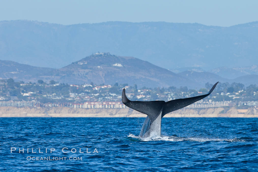Blue whale fluking up (raising its tail) before a dive to forage for krill. La Jolla, California, USA, natural history stock photograph, photo id 27123