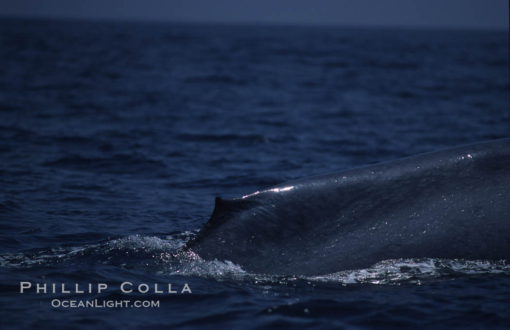 Blue whale, dorsal fin, Baja California., Balaenoptera musculus, natural history stock photograph, photo id 03046