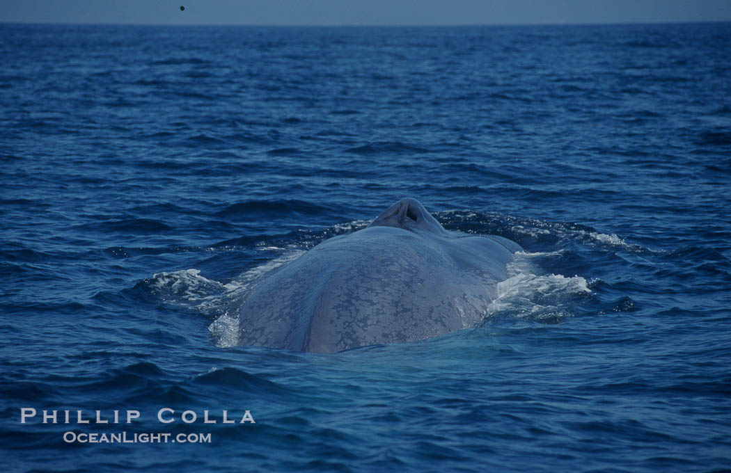 An enormous blue whale rounds out (hunches up its back) before diving.  Note the distinctive mottled skin pattern. Open ocean offshore of San Diego., Balaenoptera musculus, natural history stock photograph, photo id 07582