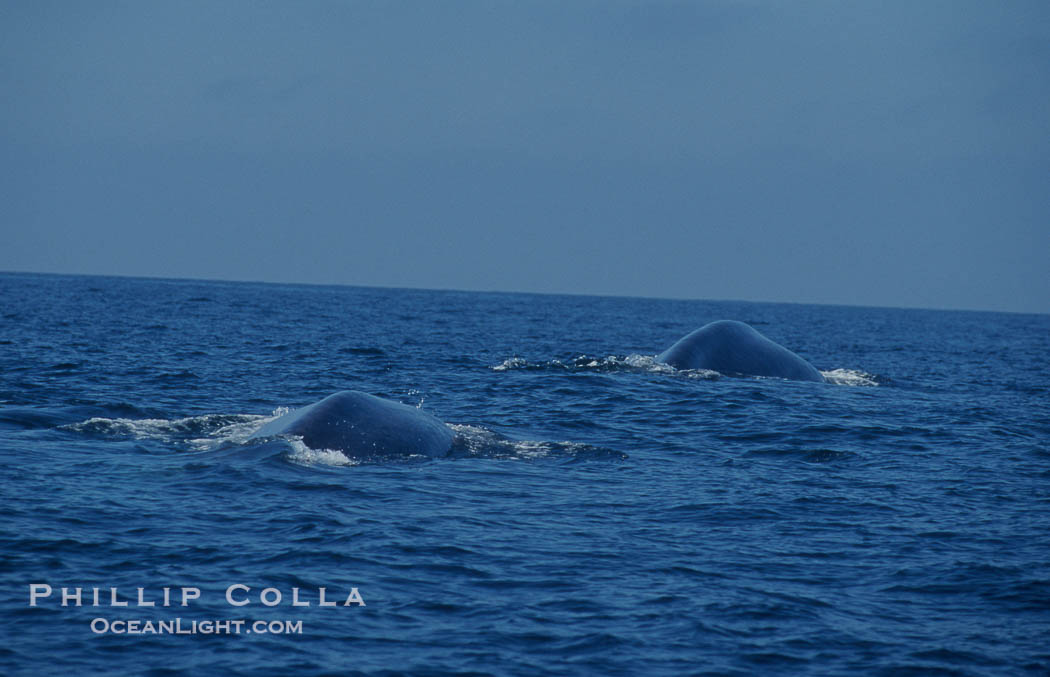 Two blue whales round out together just before synchronously diving for food.  Open ocean near San Diego., Balaenoptera musculus, natural history stock photograph, photo id 07586