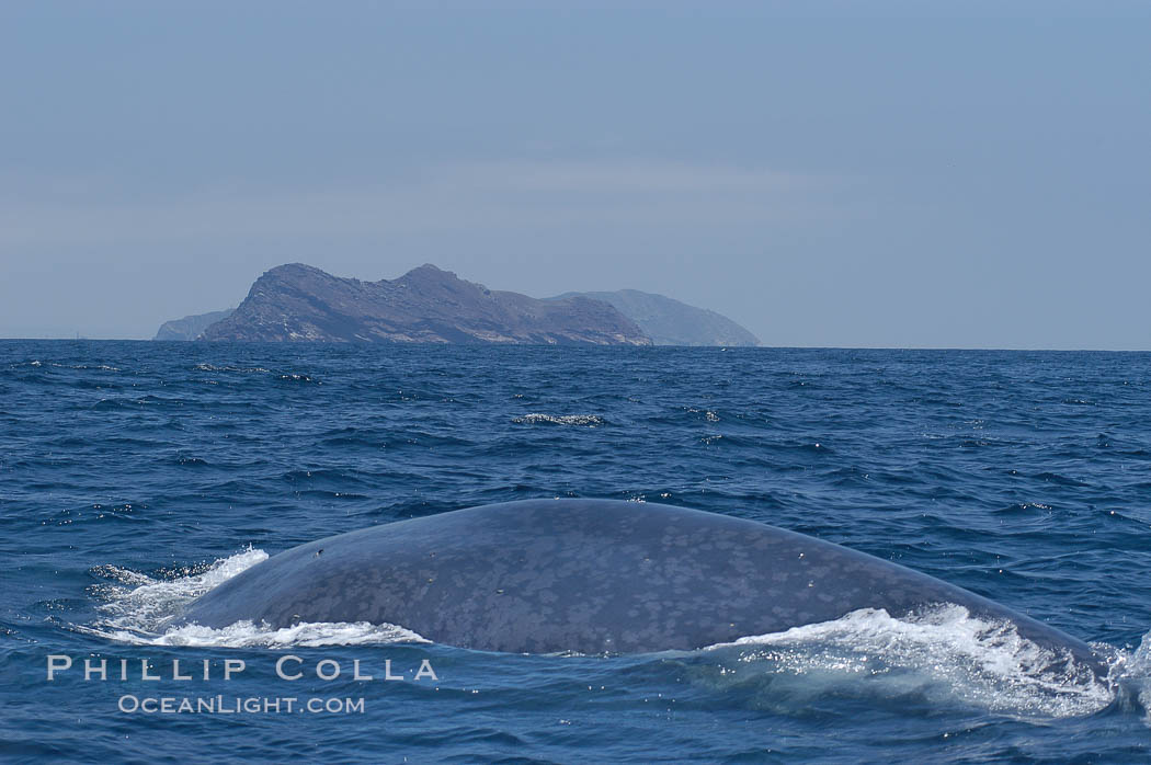 A blue whale rounds out at the surface before diving in search of food.  A blue whale can stay submerged while foraging for food for up to 20 minutes.  The blue whale is the largest animal on earth, reaching 80 feet in length and weighing as much as 300,000 pounds.  North Coronado Island is in the background. Coronado Islands (Islas Coronado), Baja California, Mexico, Balaenoptera musculus, natural history stock photograph, photo id 09502