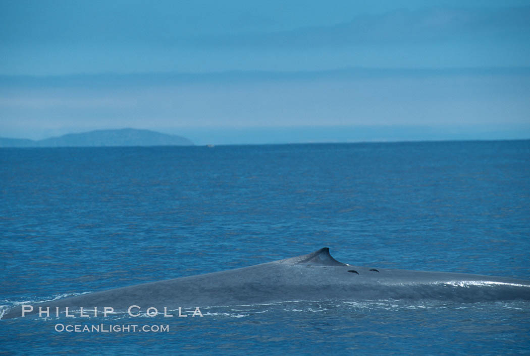Blue whale surfacing, Isla Coronado del Norte in background,  Baja California (Mexico). Coronado Islands (Islas Coronado), Balaenoptera musculus, natural history stock photograph, photo id 03343