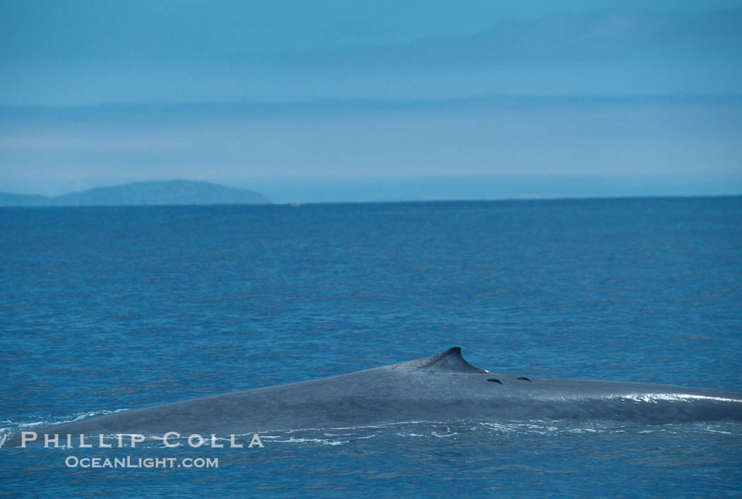 Blue whale surfacing, Isla Coronado del Norte in background,  Baja California (Mexico)., Balaenoptera musculus, natural history stock photograph, photo id 03343