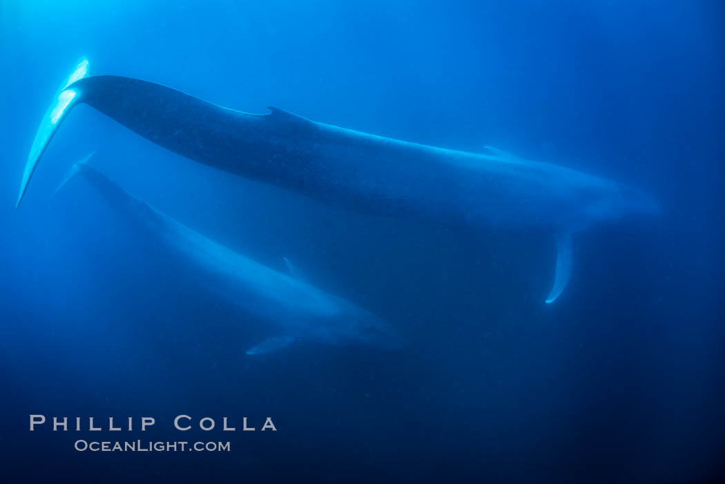 Blue whales, adult and juvenile (likely mother and calf), swimming together side by side underwater in the open ocean, Balaenoptera musculus, San Diego, California