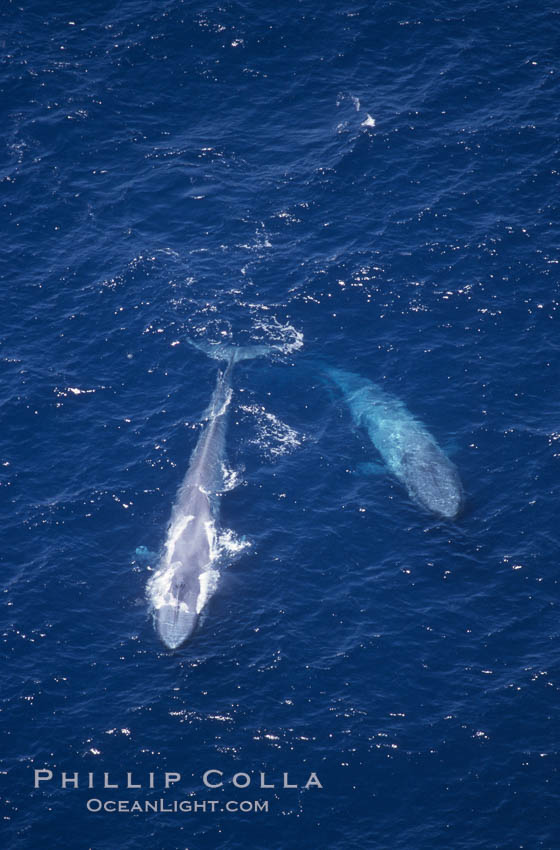 Blue whale mother and calf,  Baja California (Mexico)., Balaenoptera musculus, natural history stock photograph, photo id 03378