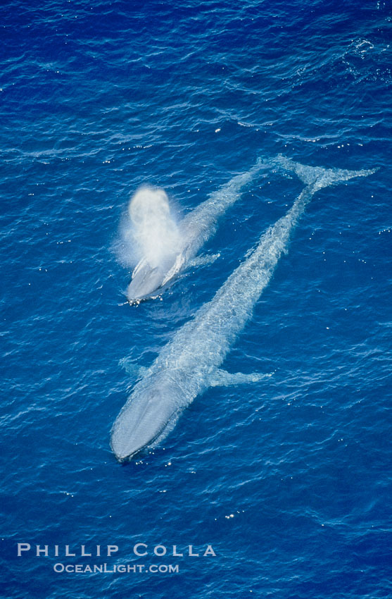 Two blue whales, a mother and her calf, swim through the open ocean in this aerial photograph.  The calf is blowing (spouting, exhaling) with a powerful column of spray.  The blue whale is the largest animal ever to live on Earth, Balaenoptera musculus, San Diego, California