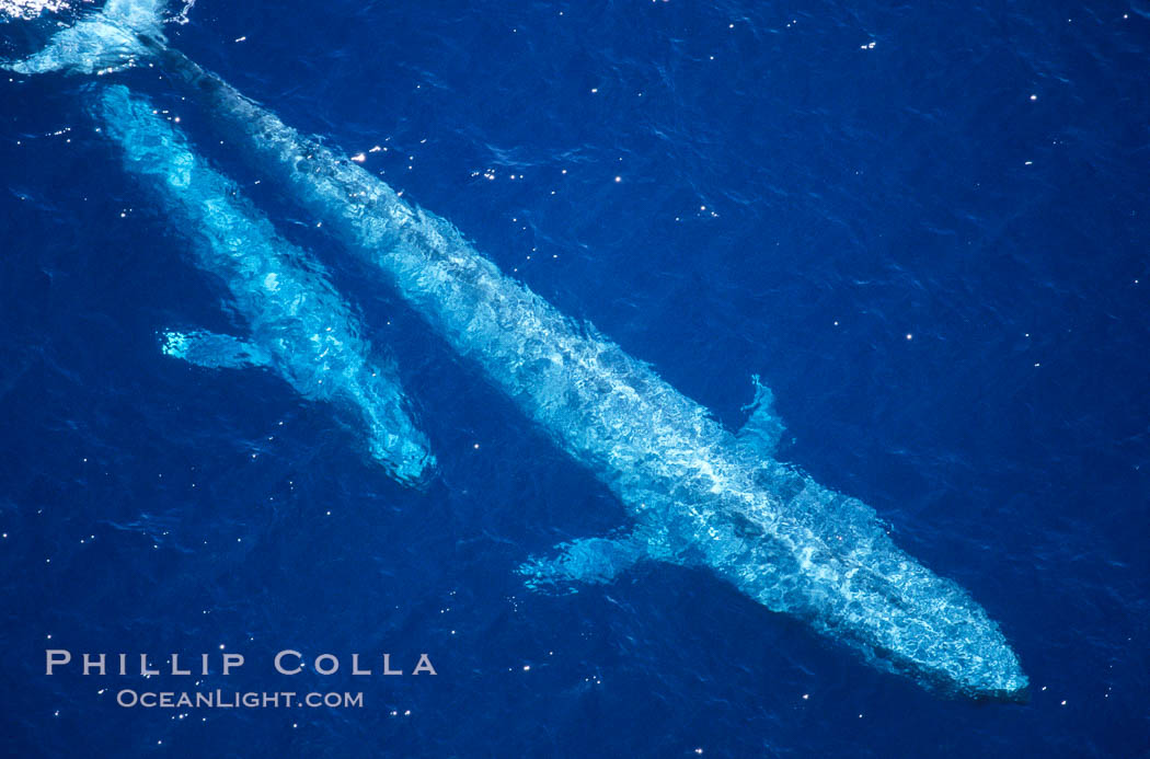 Blue whale, mother and calf., Balaenoptera musculus, natural history stock photograph, photo id 02301