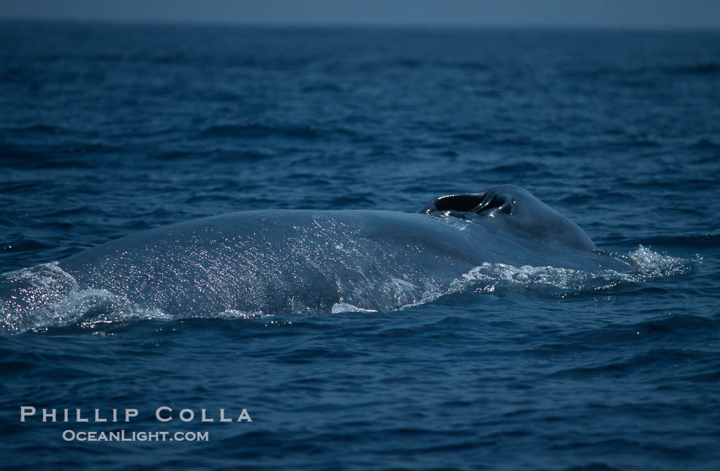 Blue whale, inhaling at surface, Baja California., Balaenoptera musculus, natural history stock photograph, photo id 03044