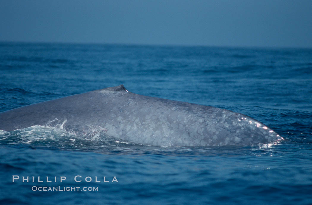 Blue whale, dorsal aspect of caudal stem,  Baja California (Mexico), Balaenoptera musculus